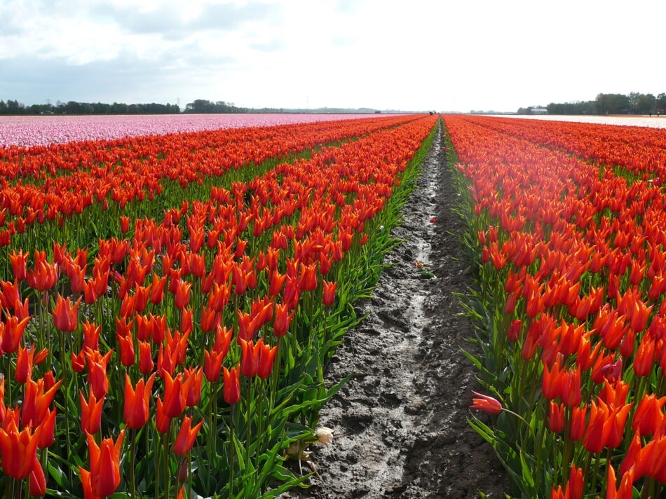 Nieuwe gevelbeplating Stengs & Leijten